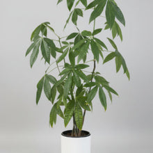 Load image into Gallery viewer, Pachira Aquatica (Money Plant) - 1.4 metre Tall
