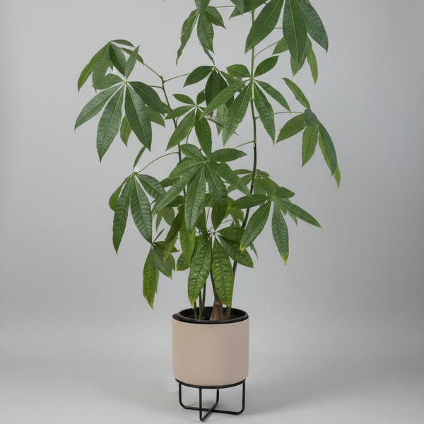 Pachira Aquatica (Money Plant) - 1.4 metre Tall