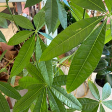 Load image into Gallery viewer, Pachira Aquatica (Money Plant) - 1.4 metre Tall
