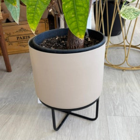 Pachira Aquatica (Money Plant) - 1.4 metre Tall