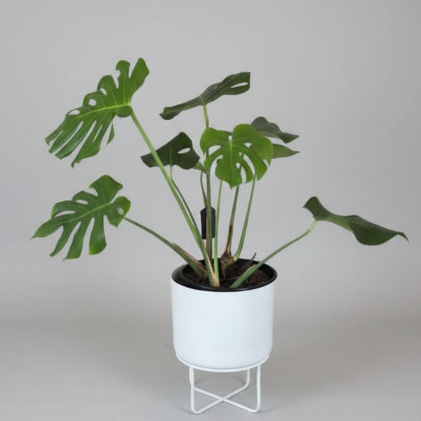 Monstera Deliciosa In a White Metal Pot 60cm