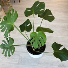Load image into Gallery viewer, Monstera Deliciosa In a White Metal Pot 60cm
