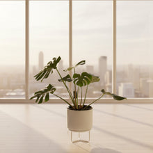 Load image into Gallery viewer, Monstera Deliciosa In a White Metal Pot 60cm
