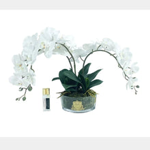 Load image into Gallery viewer, ORCHID BOUQUET - IVORY WHITE &amp; GOLD BADGE - OOV01
