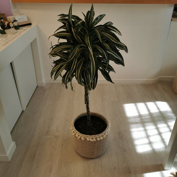 Dracaena in Concrete Pot